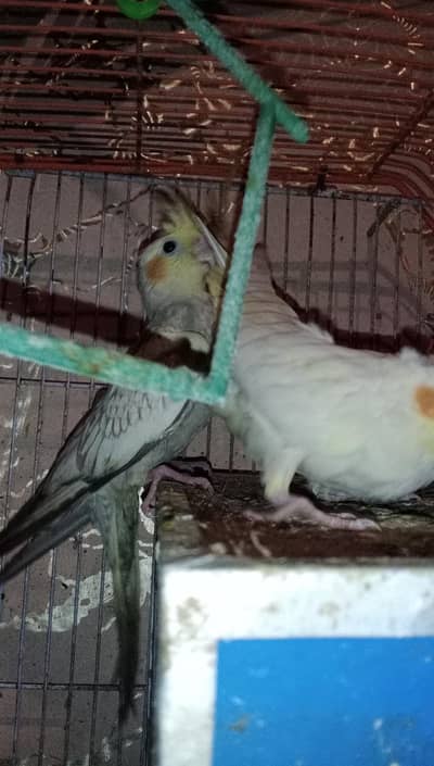 cockatiel