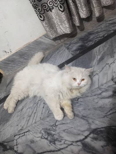 Persian cats