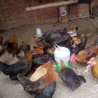 4.5 ماہ کی انڈا دینے والی مرغیاں