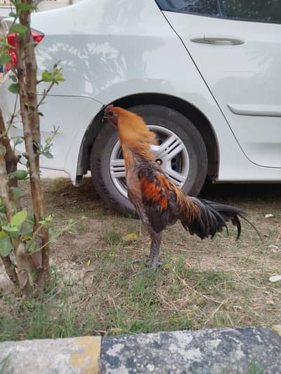 blue dragon beautiful male 6 months age