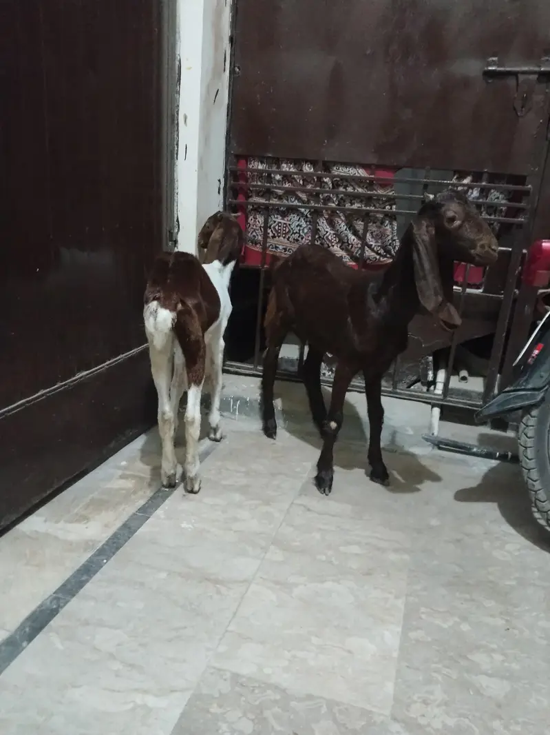 Kamori Cross Nasal Ki Jodi Hai — photo 2