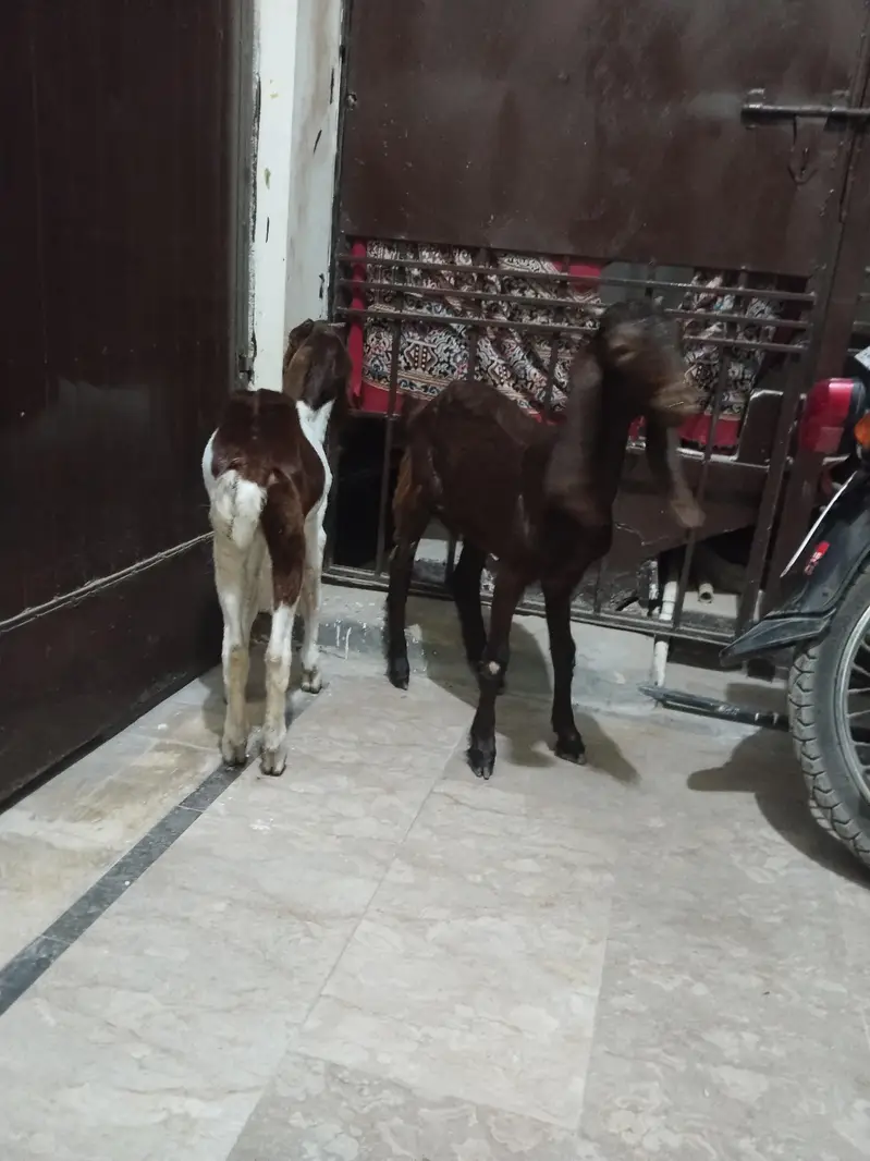Kamori Cross Nasal Ki Jodi Hai — photo 3