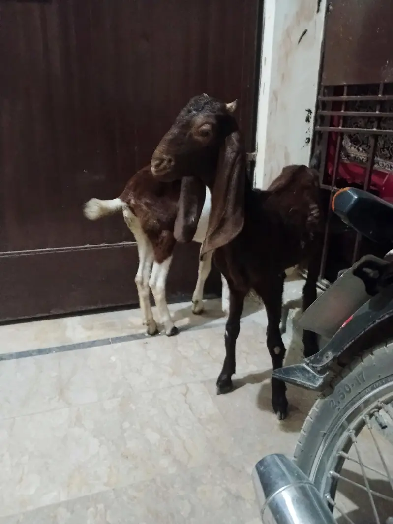 Kamori Cross Nasal Ki Jodi Hai — photo 4