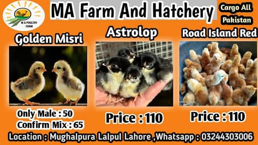 Golden misri chicks Available