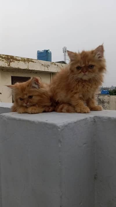 Persian kittens for sale