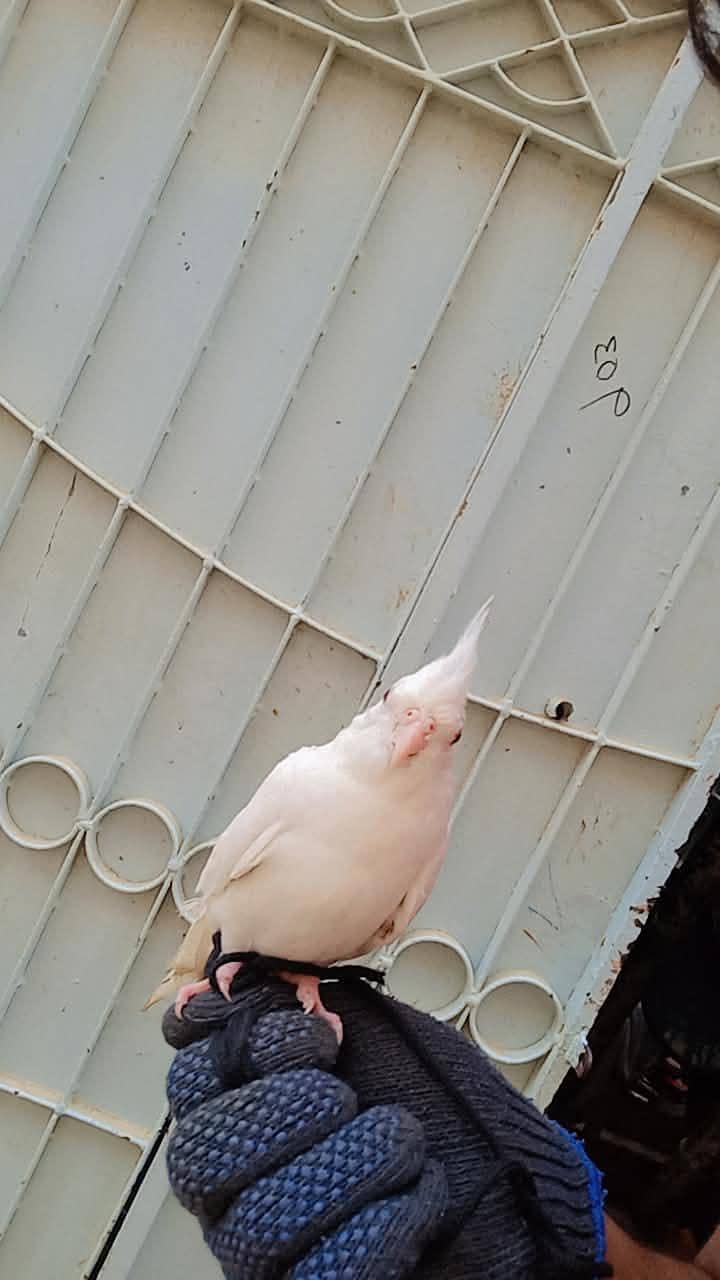 handthamp 0 bite 4