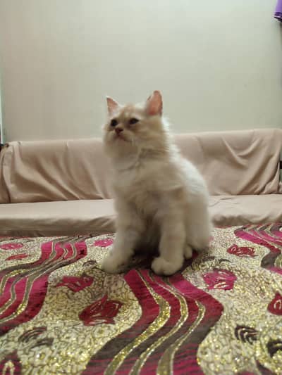 Pure Persian Fawn Kitten– 2 Months | Triple Coated