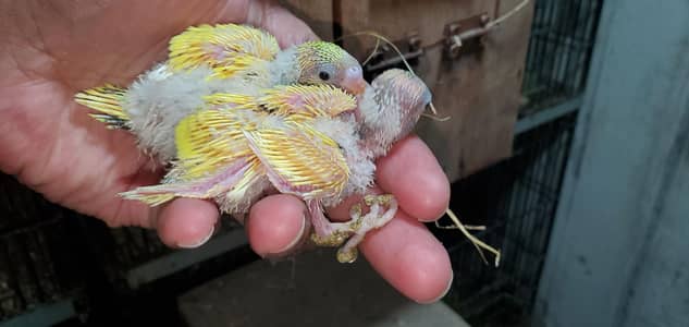 Budgies chick's