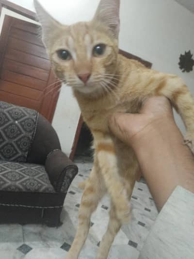 Male Cat