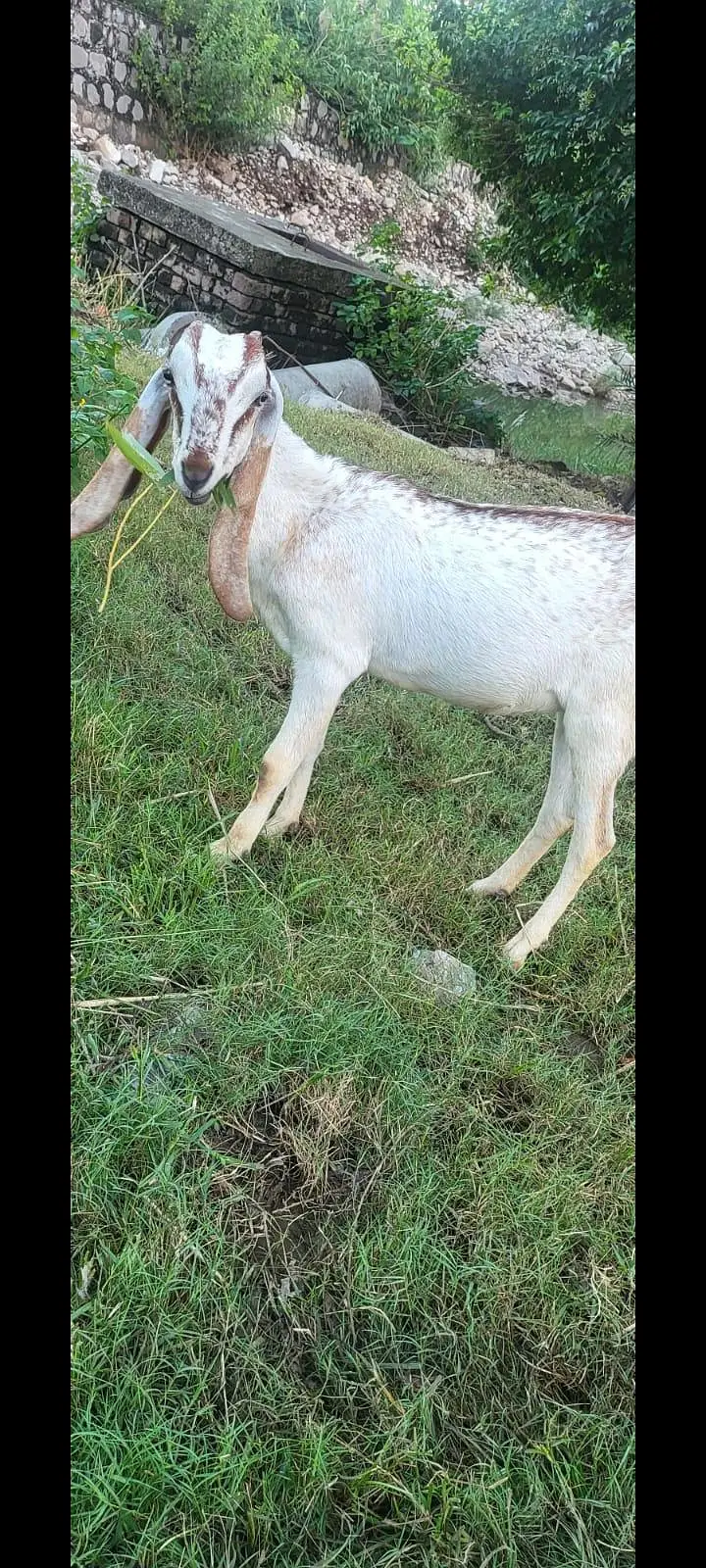 black and white goats — photo 3