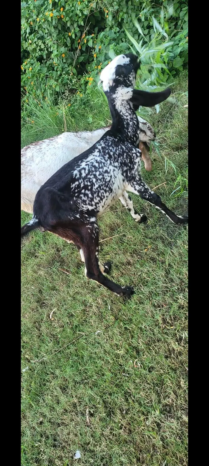 black and white goats — photo 4