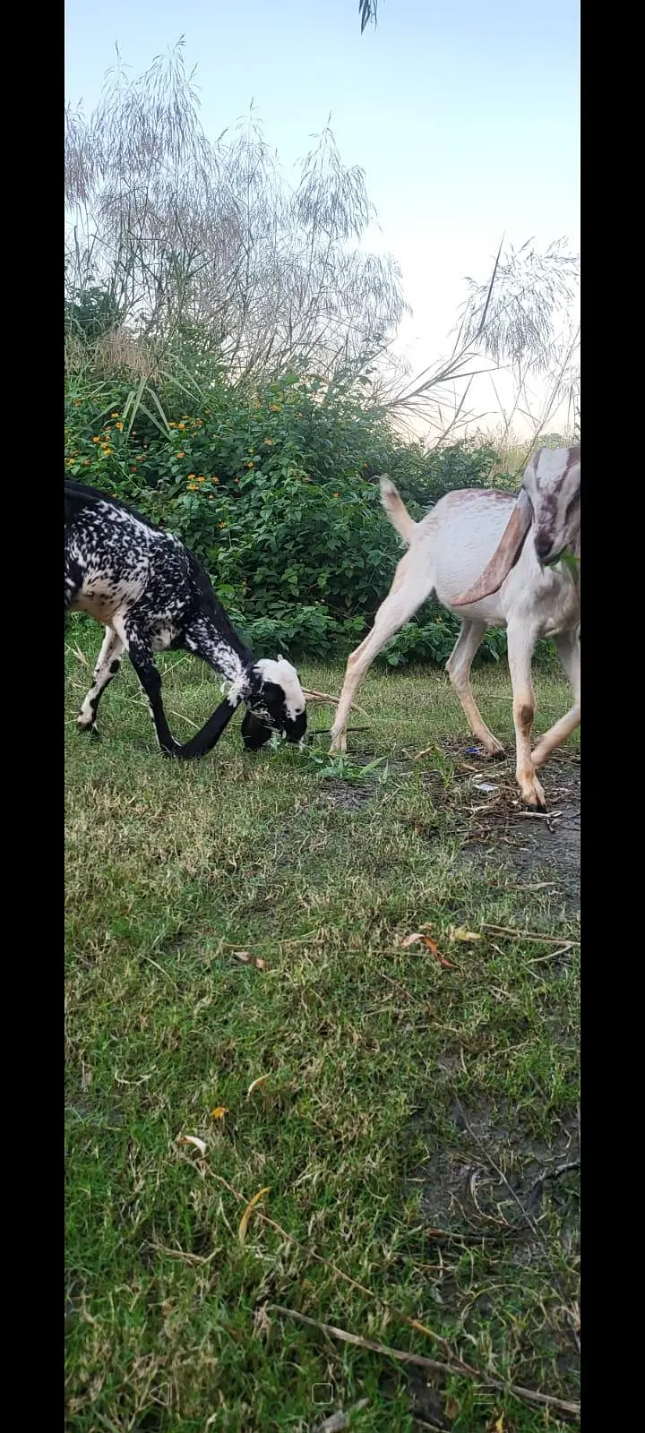 black and white goats — photo 5
