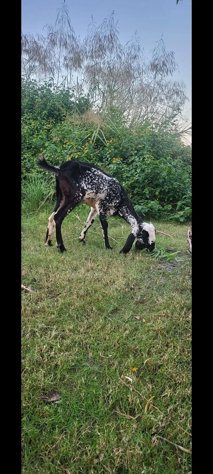 black and white goats — photo 6