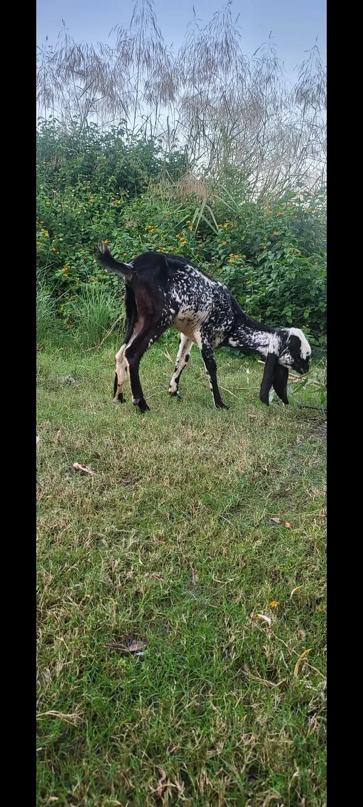 black and white goats — photo 7