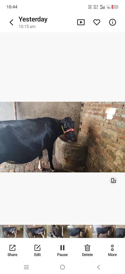 cow for sale