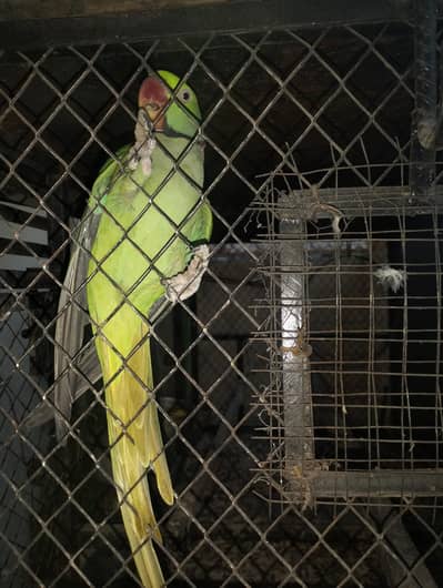 RAW PARROT FOR BREEDING