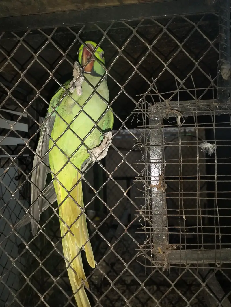 RAW PARROT FOR BREEDING — photo 2