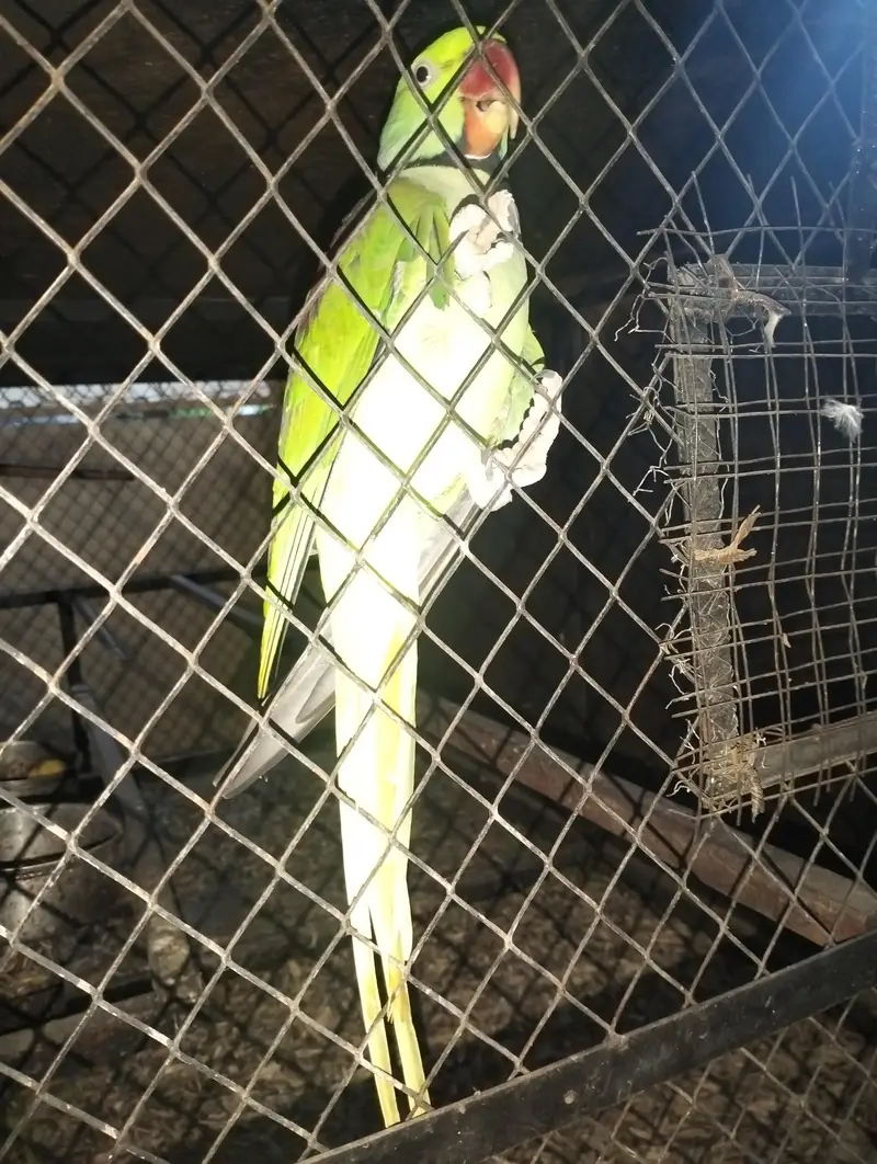 RAW PARROT FOR BREEDING — photo 3