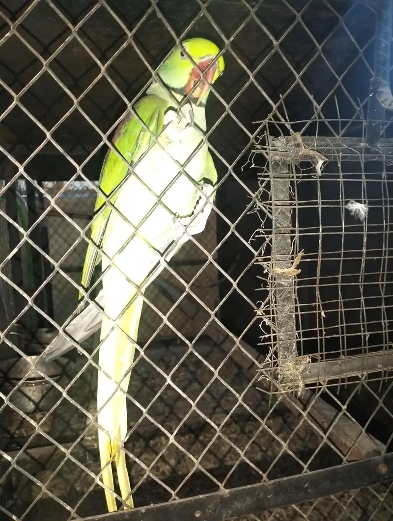 RAW PARROT FOR BREEDING — photo 4