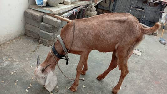 desi bakri