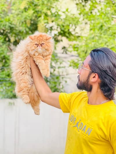 peki face male breeder