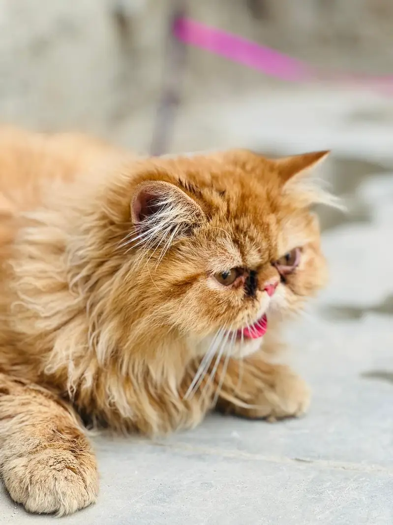 peki face male breeder — photo 2