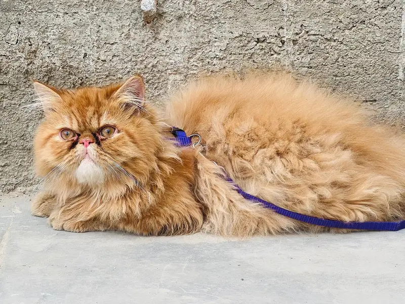 peki face male breeder — photo 3