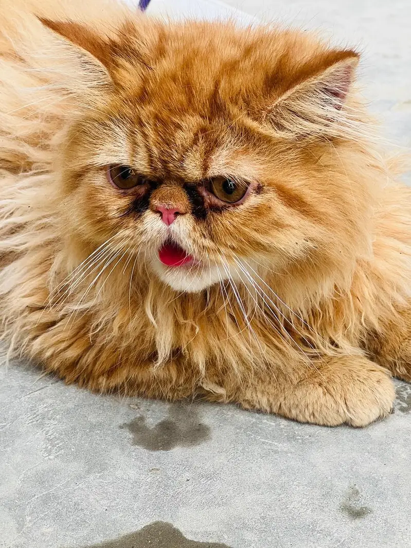 peki face male breeder — photo 4