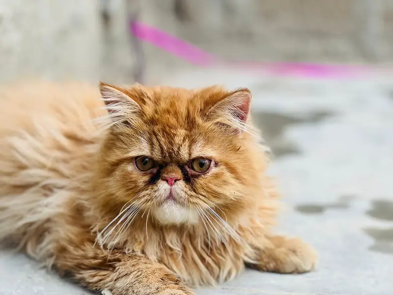 peki face male breeder — photo 5