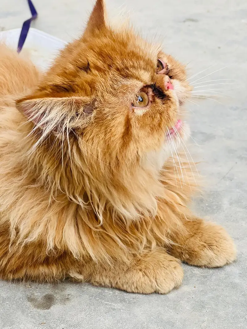 peki face male breeder — photo 6