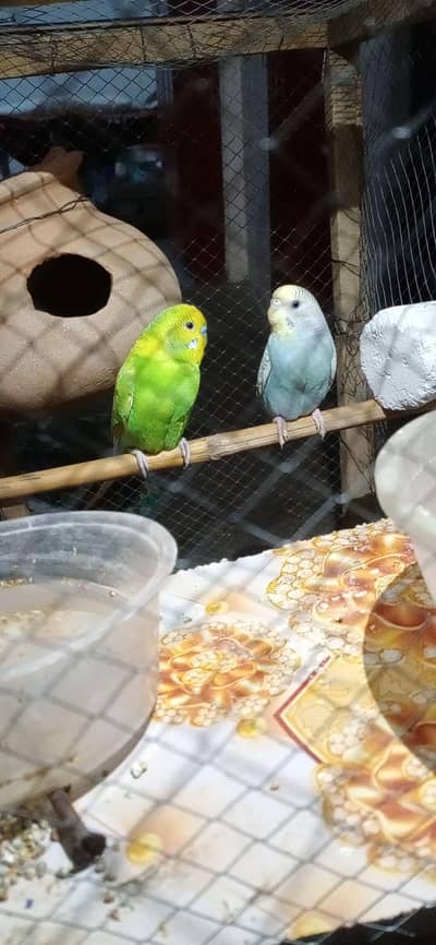Budgie brider pair