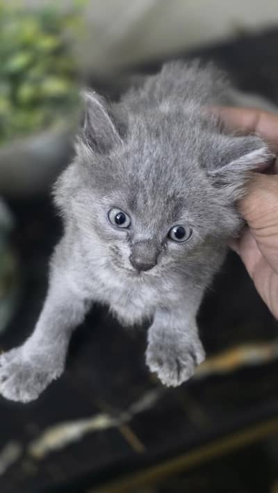 Fluffy Grey Kitten for Sale