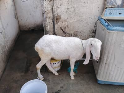 larkana female fresh 10 month