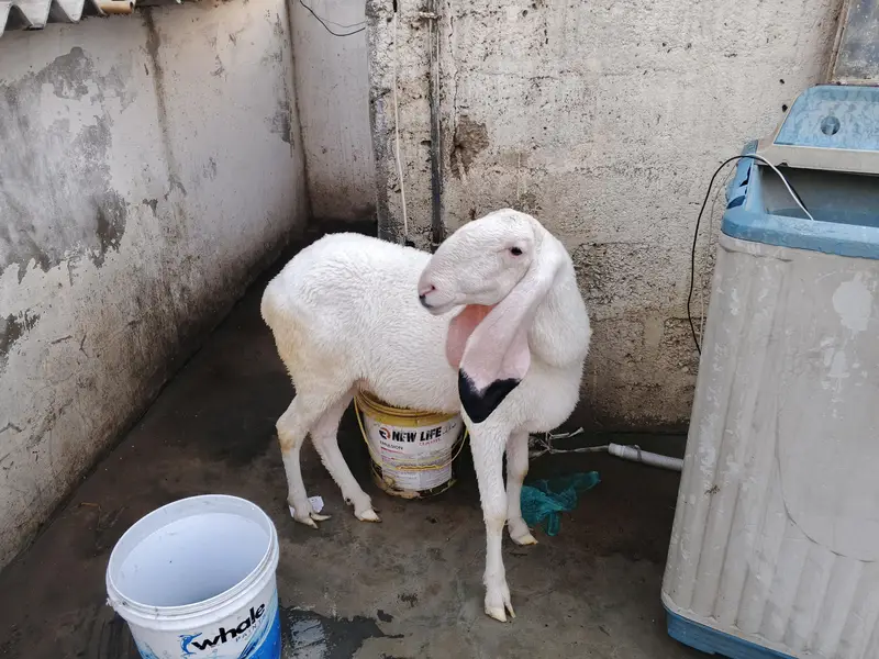larkana female fresh 10 month — photo 2