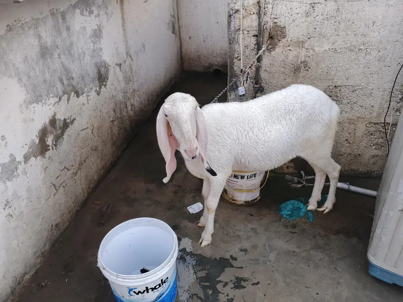 larkana female fresh 10 month — photo 3