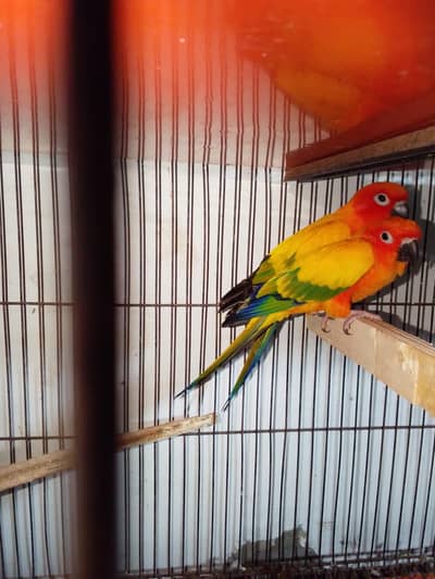 beautiful pair available