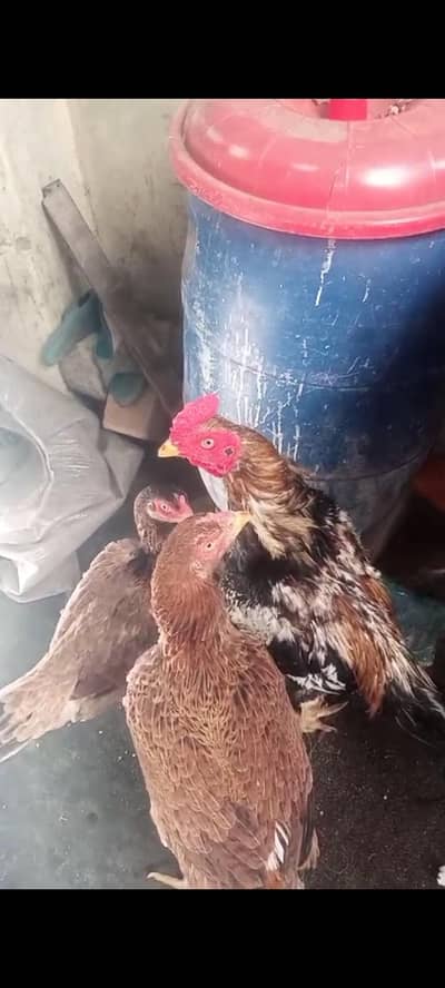 aseel hens