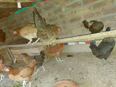 golden misri hens