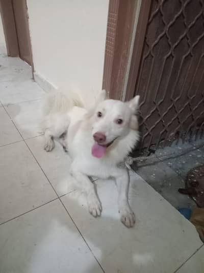 Dog for sale no infected