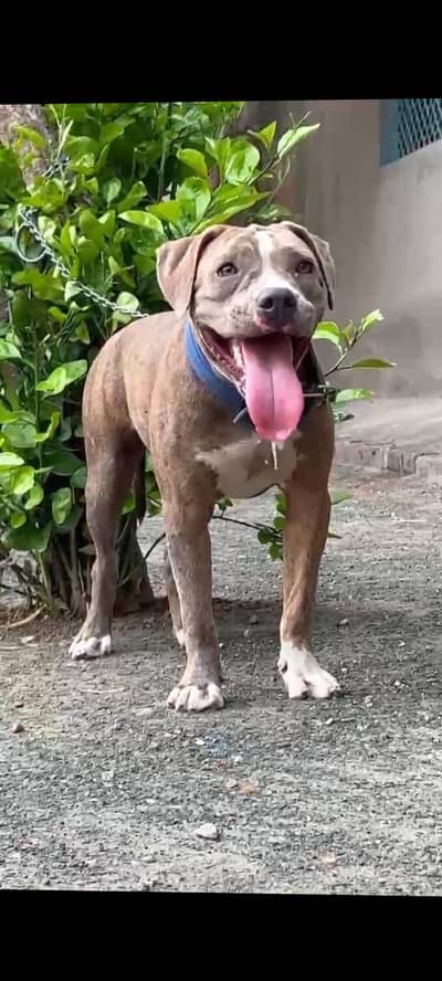 American Bully Female For Sale