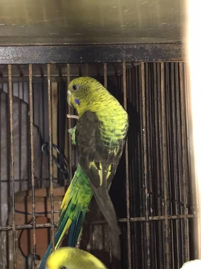 Black wing budgie 100% pair