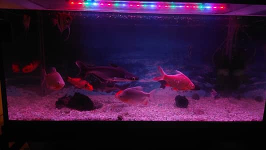 High quality well kept fishes