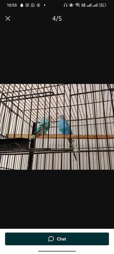 Australian budgie