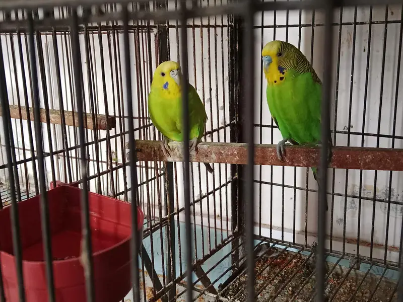 Australian budgie — photo 4