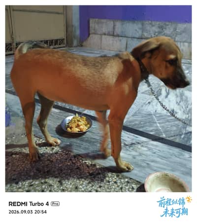 Bakarwal dog