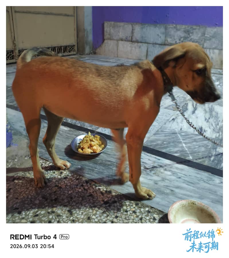 Bakarwal dog 0