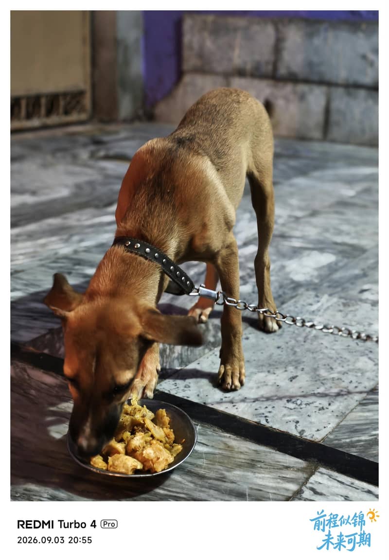 Bakarwal dog 1