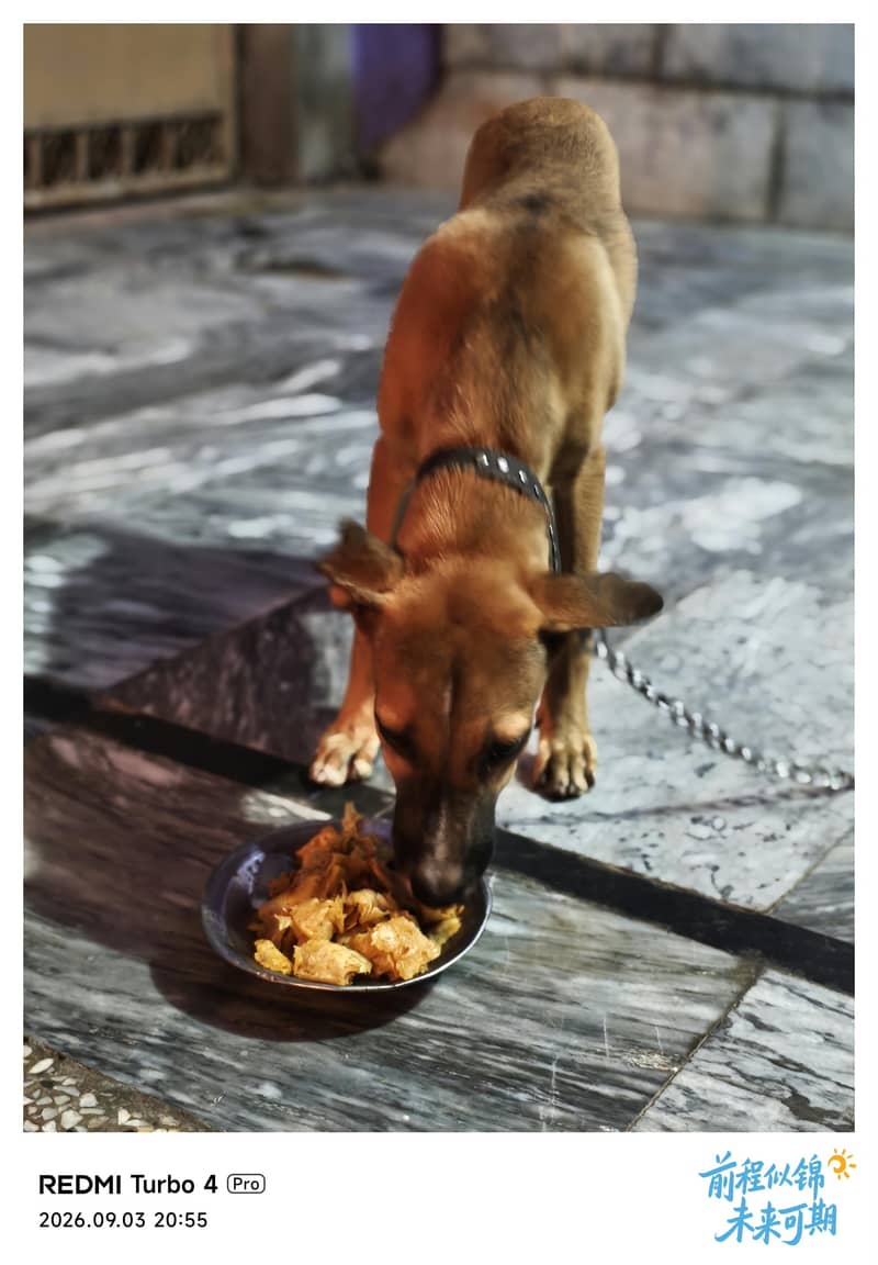 Bakarwal dog 2