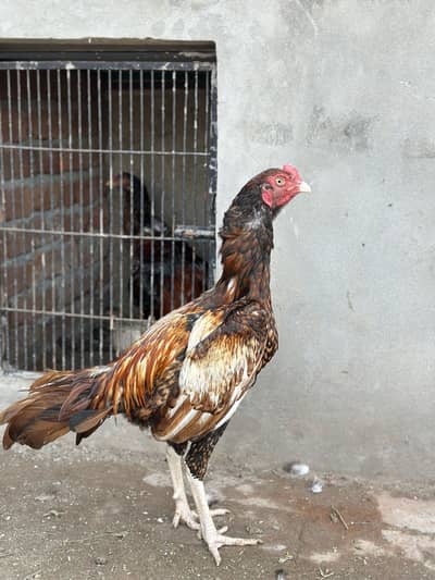 Peela aseel pure mianwali bloodline for sale