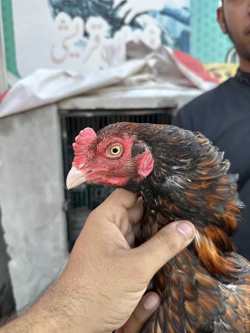 Peela aseel pure mianwali bloodline for sale — photo 2